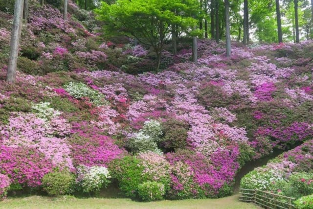 21年4月17日 つつじの見頃を迎えました 大興善寺 公式ホームページ