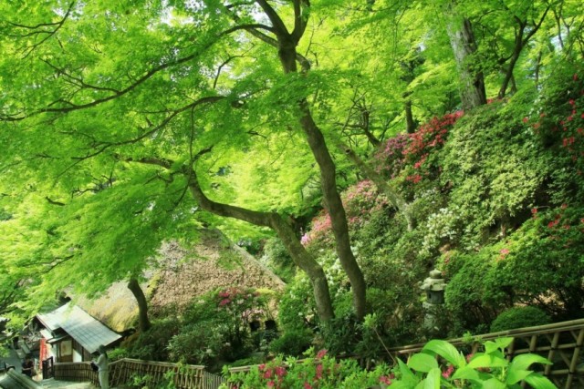 契園 ちぎりえん 大興善寺 公式ホームページ