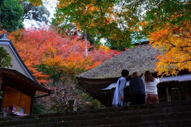 21 もみじ祭りについて 大興善寺 公式ホームページ