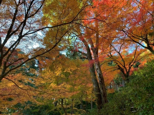 21 もみじ祭りについて 大興善寺 公式ホームページ